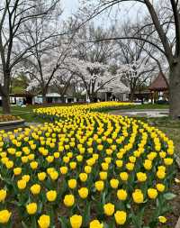 魔都版莫奈花園打卡|四季皆美,打卡不踩雷