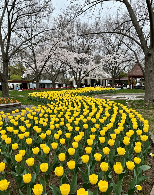 魔都版莫奈花園打卡|四季皆美,打卡不踩雷 魔都版莫奈花園打卡|四季皆美,打卡不踩雷