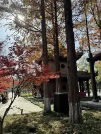 實況link被西安小雁塔的銀杏給驚艷到啦