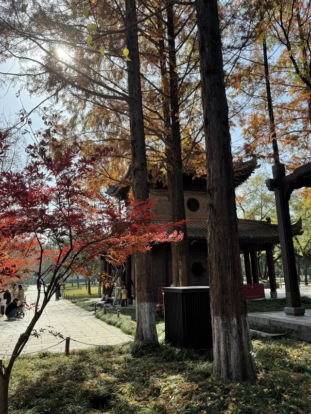 實況link被西安小雁塔的銀杏給驚艷到啦 實況link被西安小雁塔的銀杏給驚艷到啦