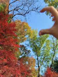 12.6棲霞山實況！！！南京的秋天瘋狂了！！！