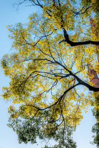 那道光撒向聖三一的銀杏上,也照進我的心裡