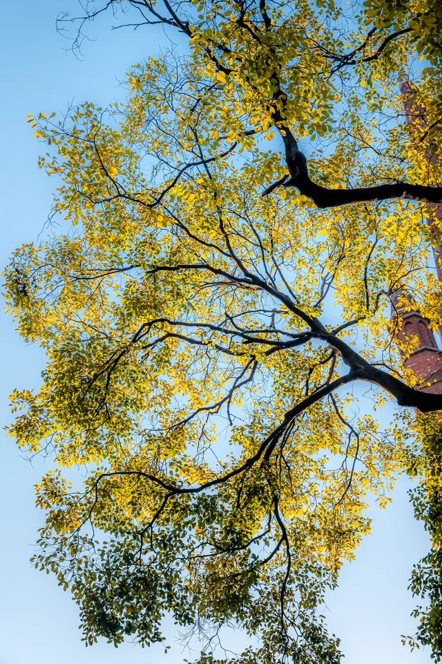 那道光撒向聖三一的銀杏上,也照進我的心裡 那道光撒向聖三一的銀杏上,也照進我的心裡