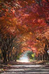 別衝日本了!上海金山這片日本了!