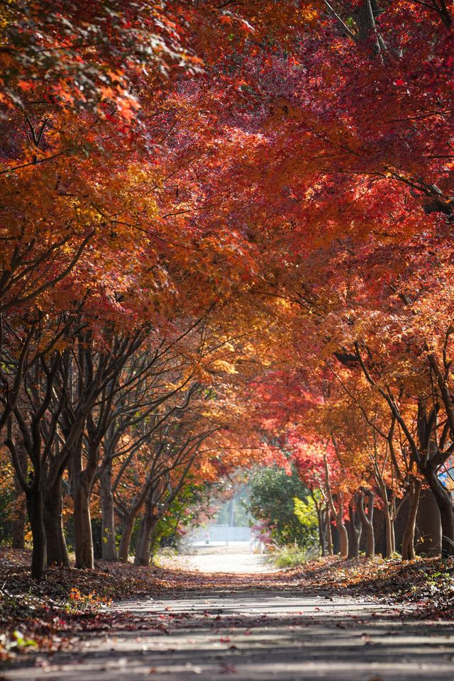 別衝日本了!上海金山這片日本了! 別衝日本了!上海金山這片日本了!