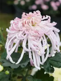 成都!!漫花莊園的菊花太前衛了!!!