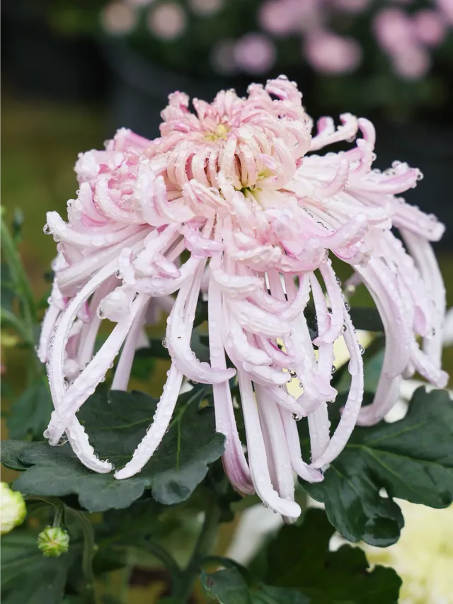 成都!!漫花莊園的菊花太前衛了!!! 成都!!漫花莊園的菊花太前衛了!!!
