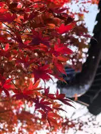 秋日頂流～～明孝陵胭脂雪