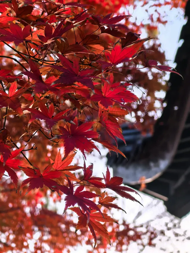 秋日頂流～～明孝陵胭脂雪