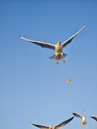 無錫｜鼋頭渚的海鷗從不失約