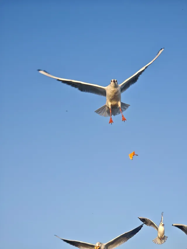 無錫｜鼋頭渚的海鷗從不失約