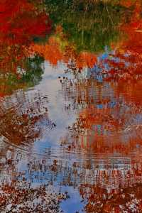 上海魯迅公園｜秋日限定！紅葉與暖陽的絕美約會地