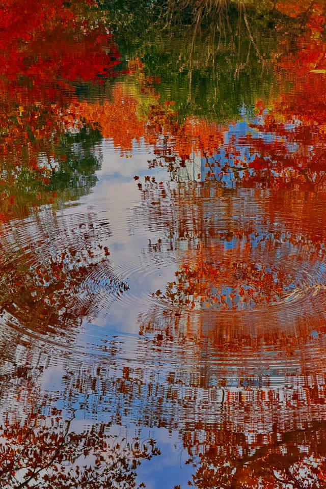 上海魯迅公園｜秋日限定！紅葉與暖陽的絕美約會地