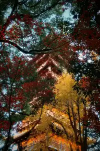 虞山方塔園|八百年銀杏|最佳觀賞期