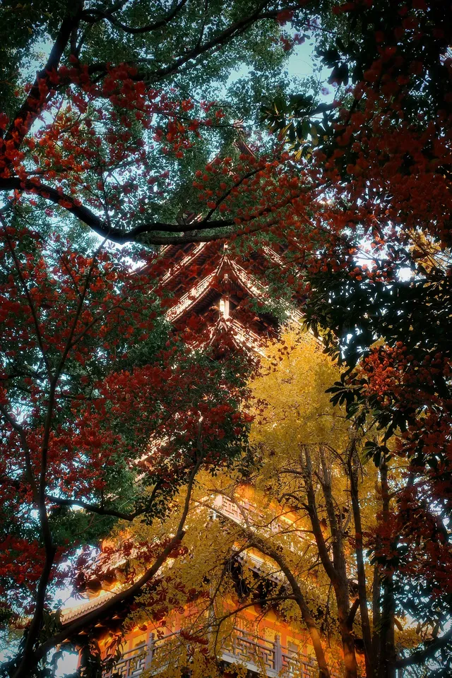 虞山方塔園|八百年銀杏|最佳觀賞期 虞山方塔園|八百年銀杏|最佳觀賞期
