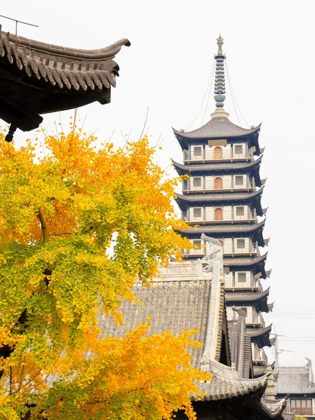 12.5實拍！真如寺銀杏，元代古剎小眾賞秋！