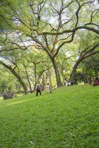 南寧綠野仙蹤的浪漫,來感受這裡的清新綠