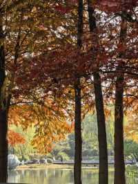 銀杏樹下邂逅金陵城