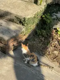 願所求皆所得，在普陀山止不住落淚