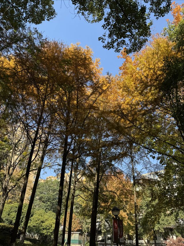 一座公園愛上一座城|我見到駱賓王詩裡的鵝 一座公園愛上一座城|我見到駱賓王詩裡的鵝