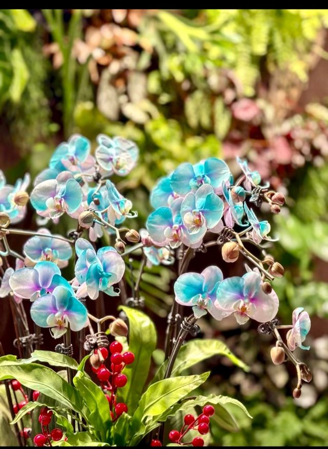 上海普陀｜樹夏花開蝴蝶蘭展：千盆蝶舞迎新春，免費打卡氛圍感拉