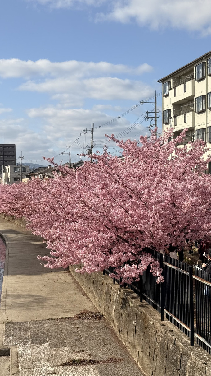 大阪の早咲き桜が満開です | Trip.com 河津