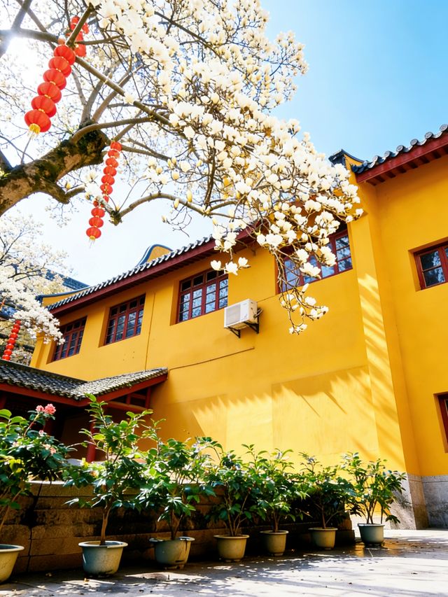 杭州春日遠足天花板!6公里私藏路線,一路生花超治癒|Trip.com 杭州