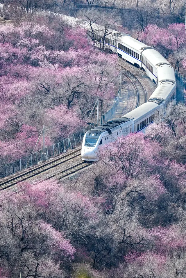 Juyongguan Sea of Flowers Plank Road | Boarding the Train to Spring
