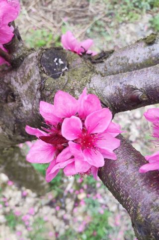 Laifeng County Spring Break Flower Viewing Routes Launched