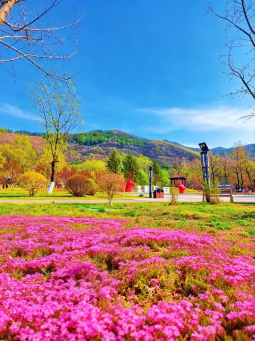 驚きの美しさ！東北版プロヴァンス、佟佳江の芝桜の花海が神レベルに