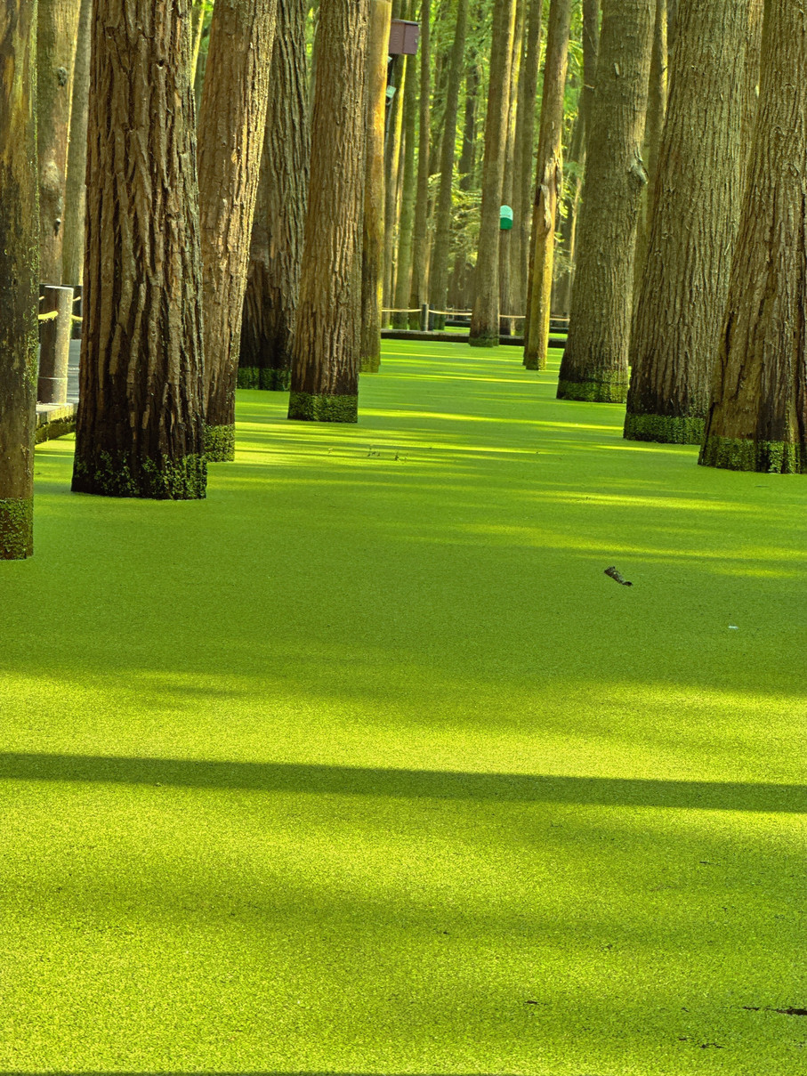 Matcha Lake, more photogenic than West Lake | Trip.com