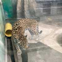 わかりやすい！大阪eco動物海洋専門学校　天王寺動物園