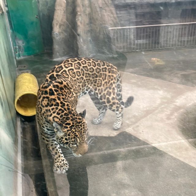 わかりやすい！大阪eco動物海洋専門学校　天王寺動物園