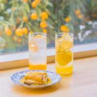 🍊감귤밭에 둘러쌓인 감귤뷰 카페 [제주, 덴드리]🍊