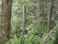 Volcano of El Salvador 