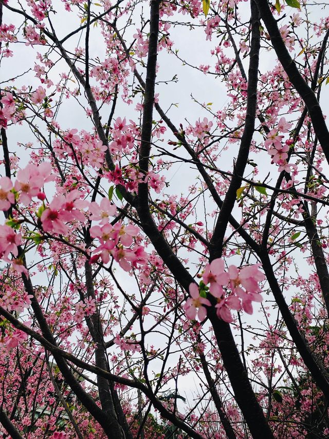 機場櫻花園！期間限定香港賞🌸秘景