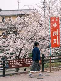 京都 | 小眾賞櫻地點 伏見十石舟