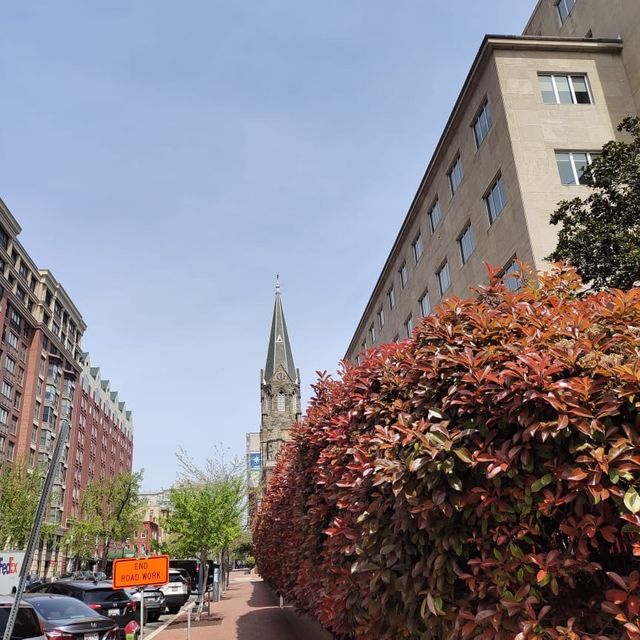 Following the blossoms in Washington DC