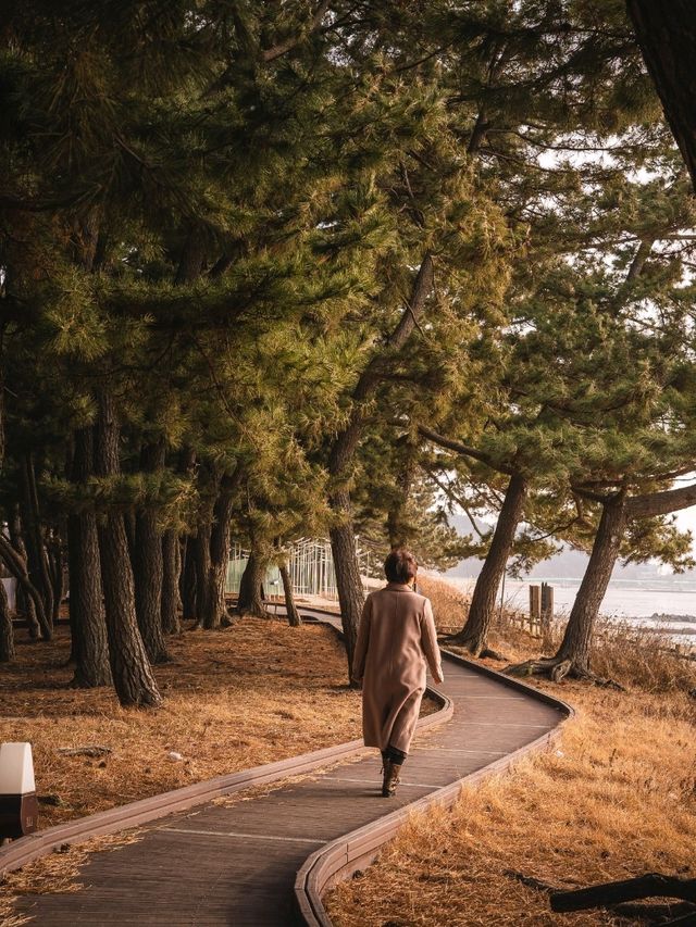 소나무향이 가득 느낄수있는 그곳 "궁평해송군락지"