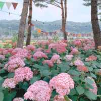 충청도 수국 보러 떠나기 좋은 곳1️⃣