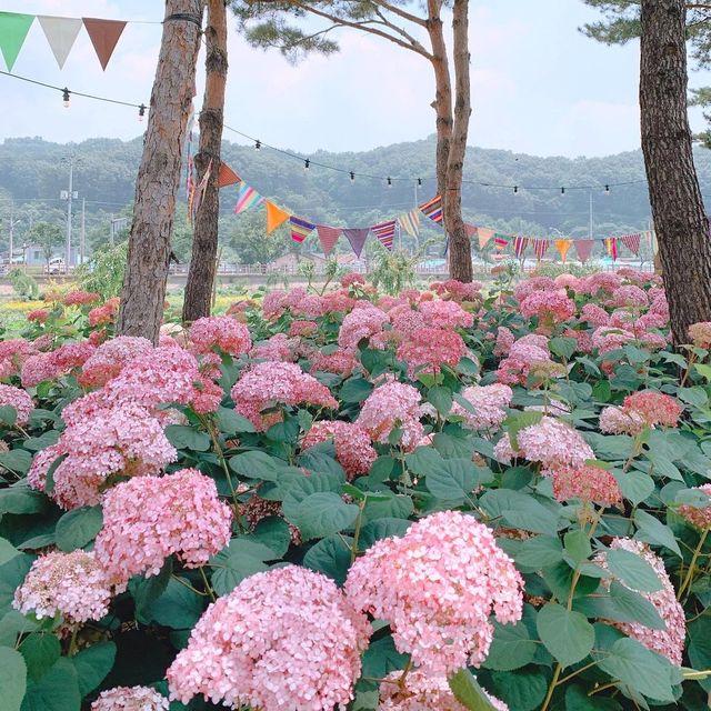 충청도 수국 보러 떠나기 좋은 곳1️⃣