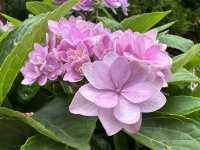 香港賞花｜九龍公園｜今年最後一輯繡球花照片