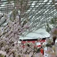 Flower Dome (GBTB) - Singapore