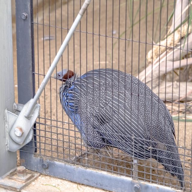【大阪】市民の憩い！天王寺動物園！