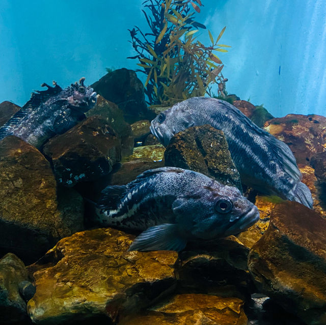 พิพิธภัณฑ์สัตว์น้ำท่าเรือนาโกย่า 名古屋港水族館