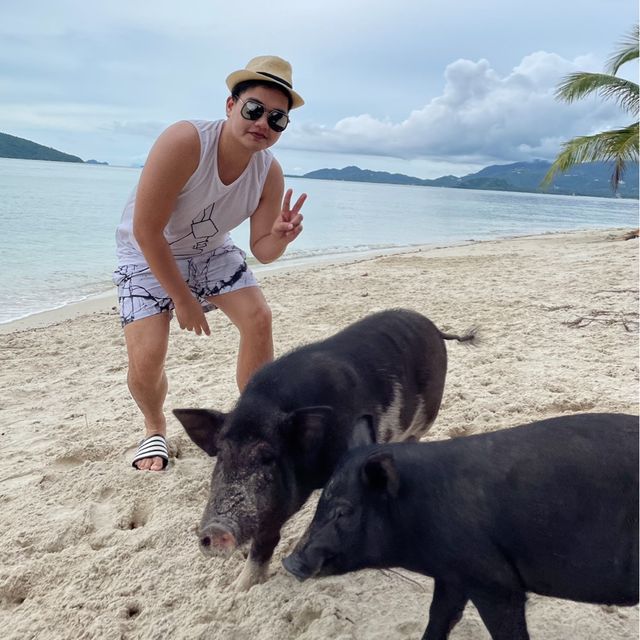 เกาะมัดสุม หรือ "เกาะหมูเมืองไทย” 
