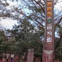 제주의 숲의 대장, 비자림
