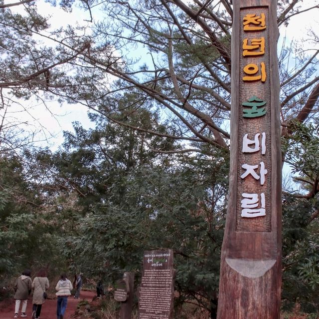 제주의 숲의 대장, 비자림