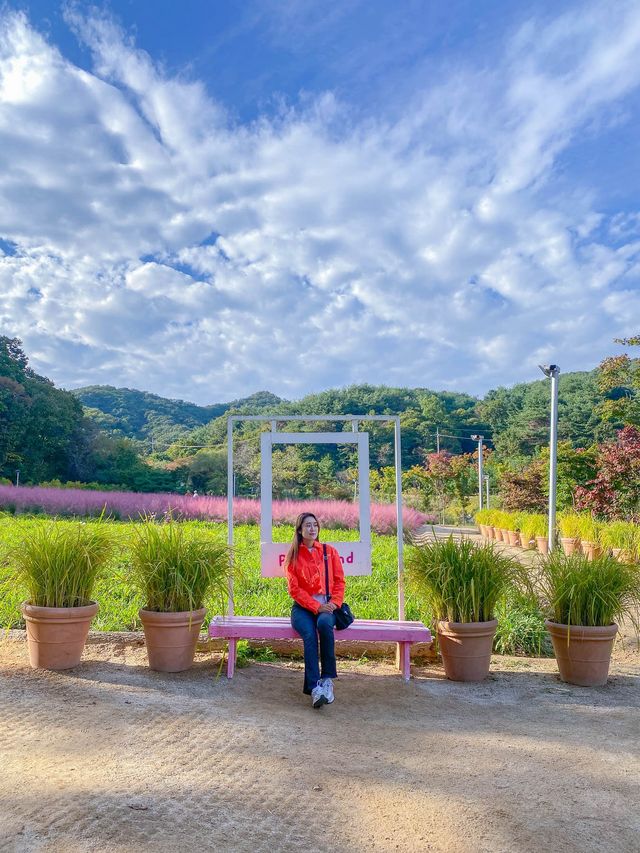 서울 근교 핑크뮬리 명소 🌸평강랜드