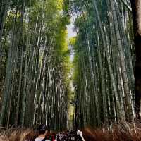 Walk around the bamboo grove with kimono 👘 